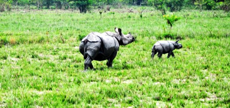 5. Pobitora Wildlife Sanctuary